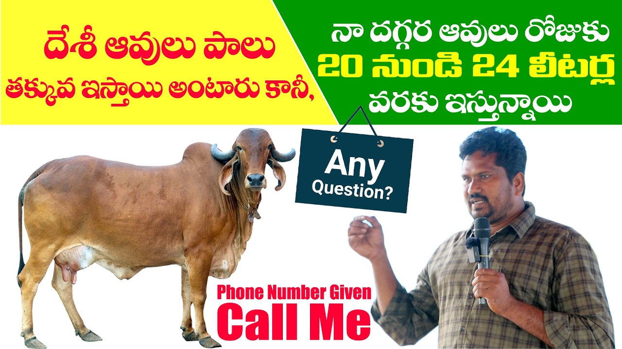 దేశీ ఆవులు పాలు తక్కువ ఇస్తాయి అంటారు కానీ నాదగ్గర ఆవులు రోజుకు 20 నుండి 24 లీటర్ల వరకు ఇస్తున్నాయి