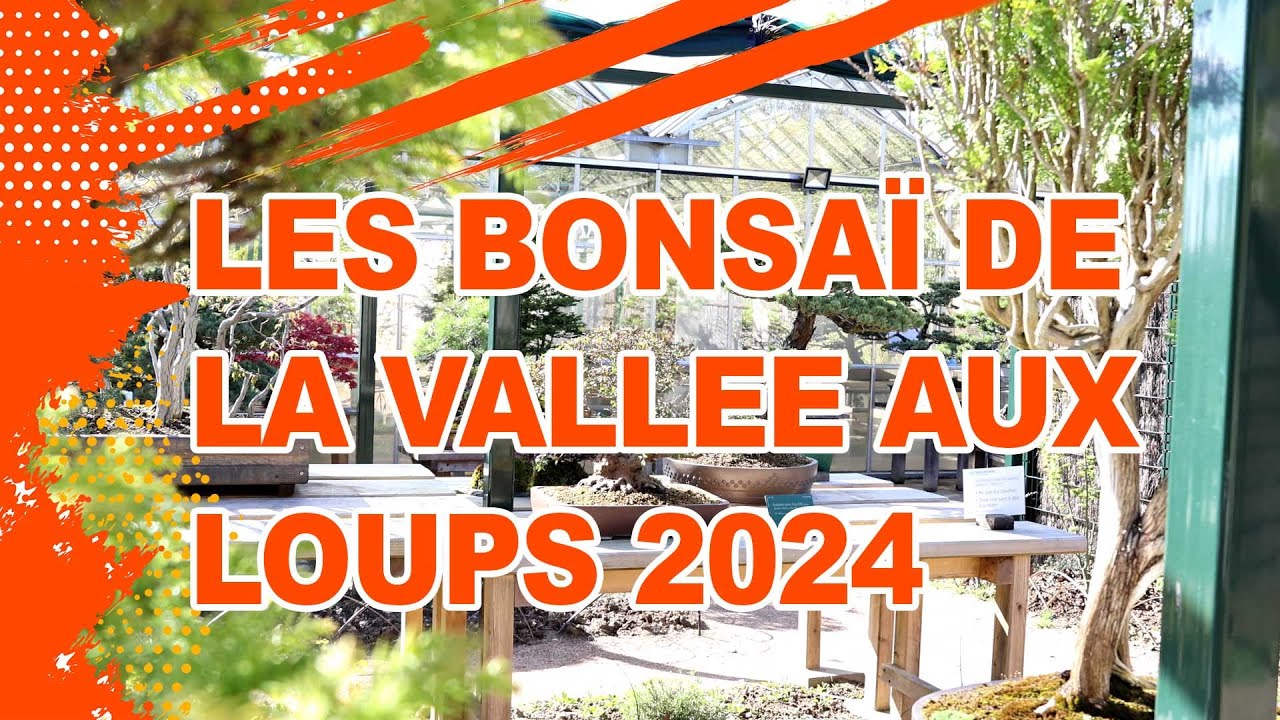 LES BONSAI DE LA VALLEE AUX LOUPS 2024