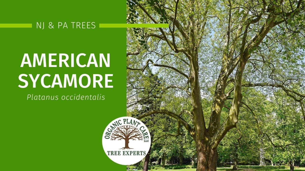 American Sycamore: Description, Growing Conditions, Pests & More | Organic Plant Care LLC