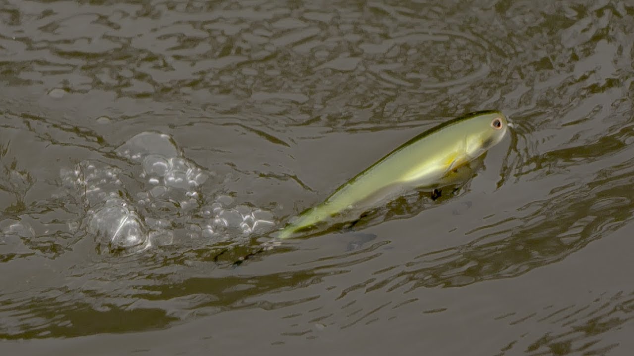 Why Walking Baits Are a Go-To Bass Bait During the Spring