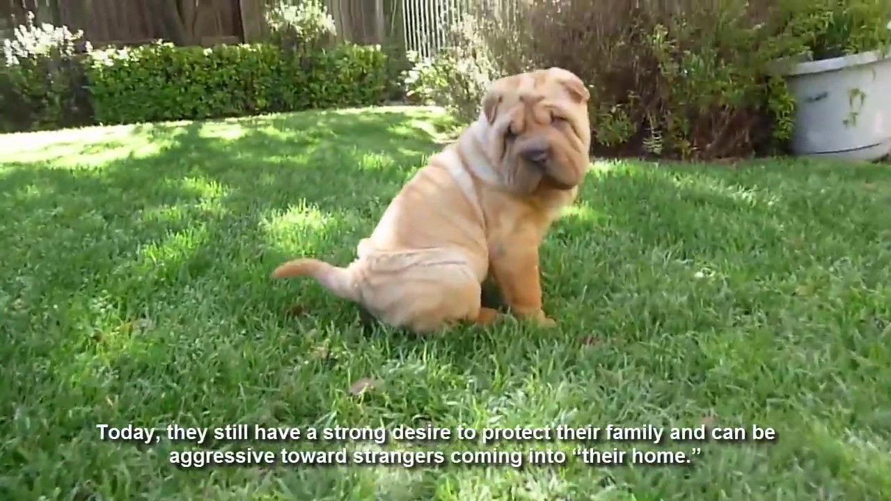 26 Top 10 Best Guard Dog Breeds   Amazing Facts