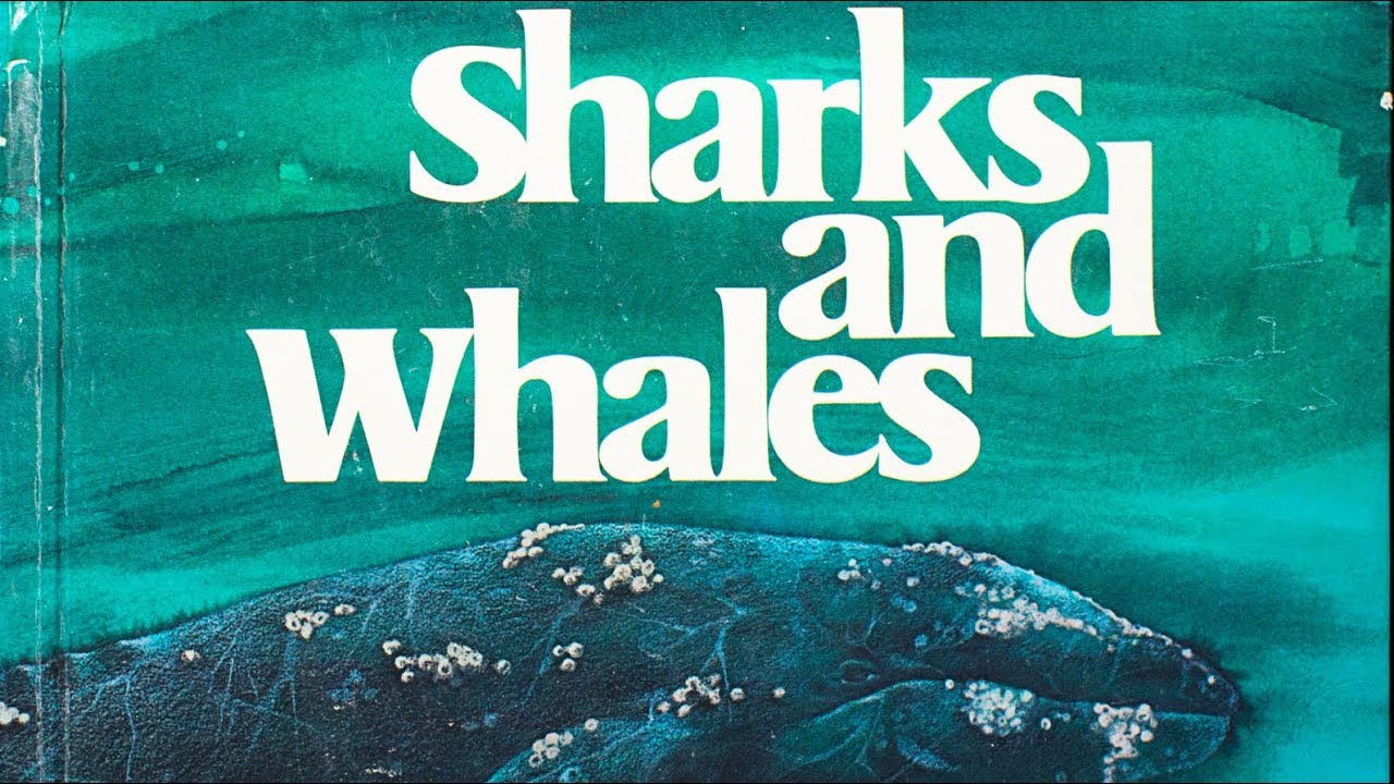 SHARKS AND WHALES (1979) by Burton Albert, illustrated by Pamela Baldwin Ford