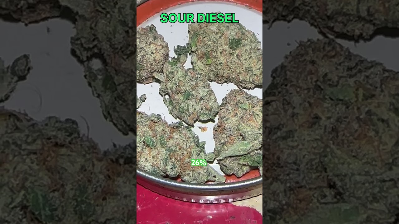 Sour Diesel Cannabis Flower Strain 2025 #cannabiscommunity #cannabiseducation #SourDiesel  #420