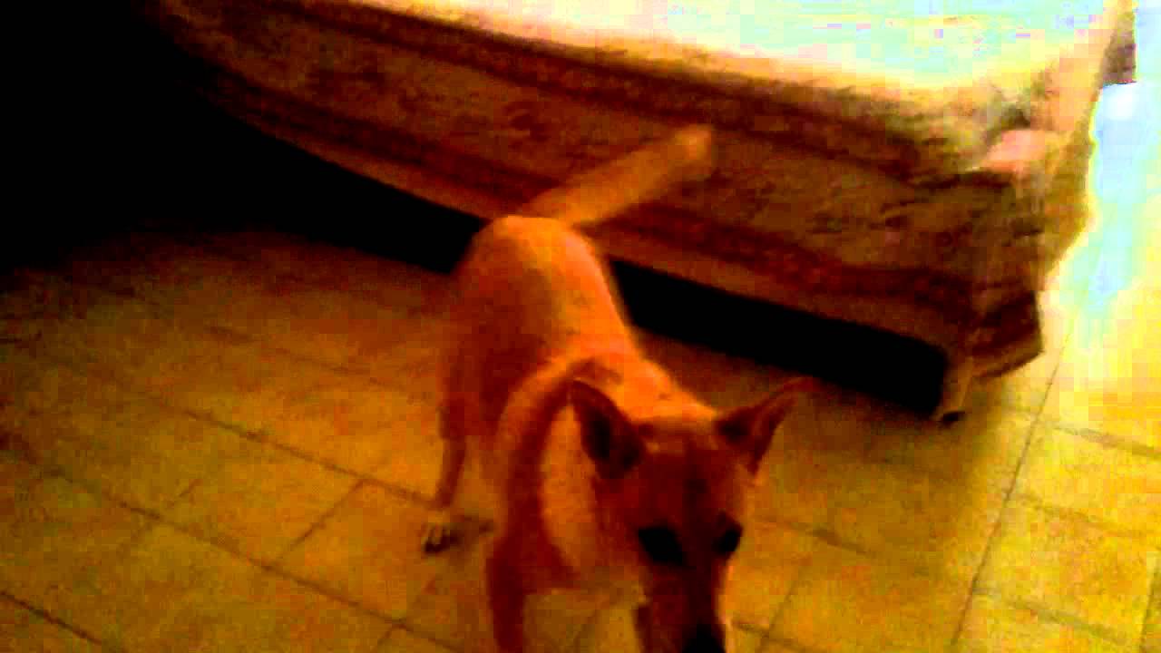 04082011.mp4