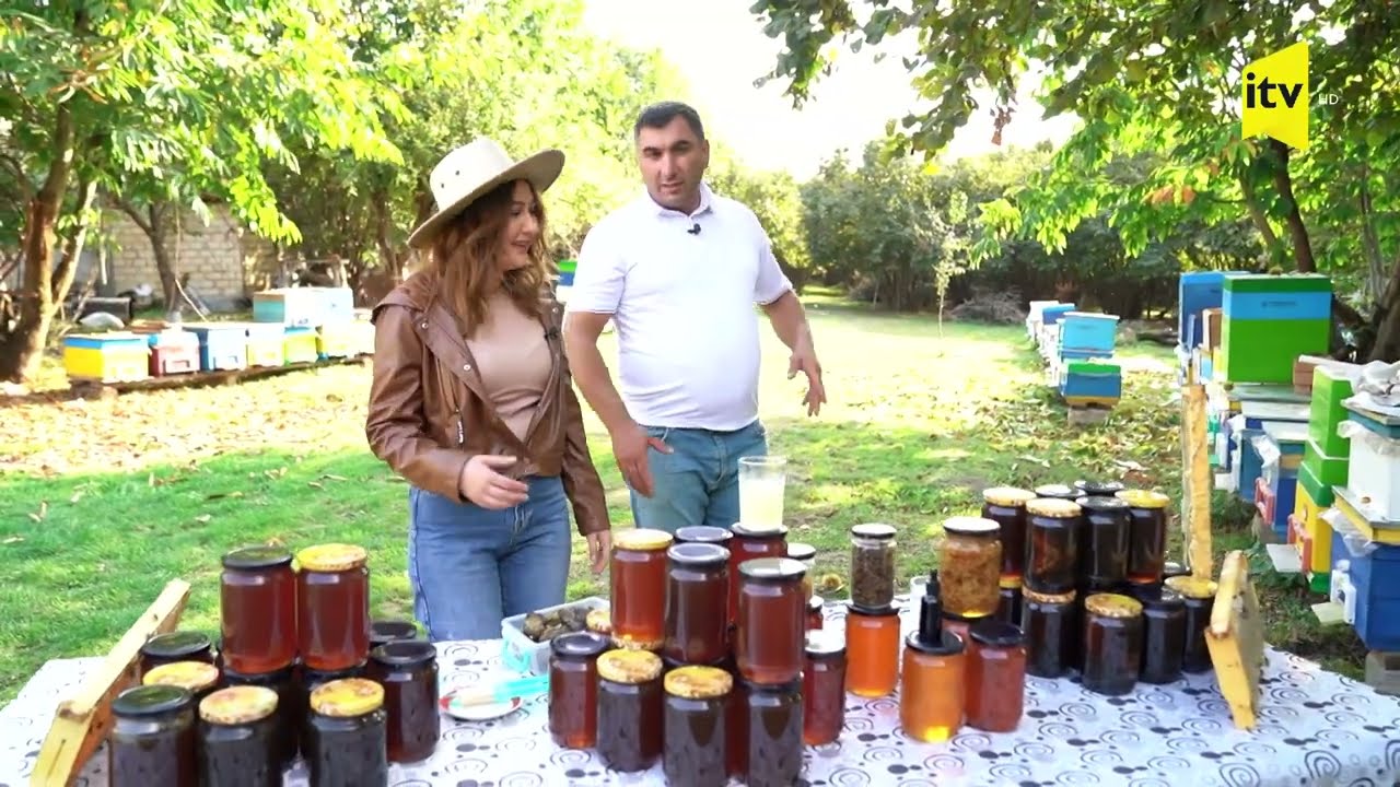 Qəbələdə şabalıd yığımı,arıların qışa hazırlığı və bal yarmarkası..”Barlı bağ”da