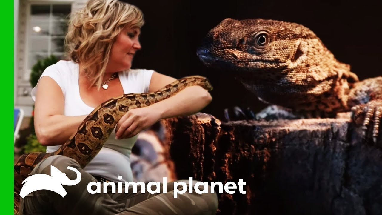 'The Snake Lady' Adds Her First Lizard To Her Collection | Scaled
