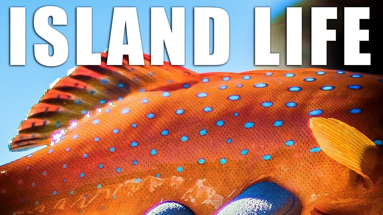 Catch and Cook Coral Trout while Camping and Fishing on a Remote Island!