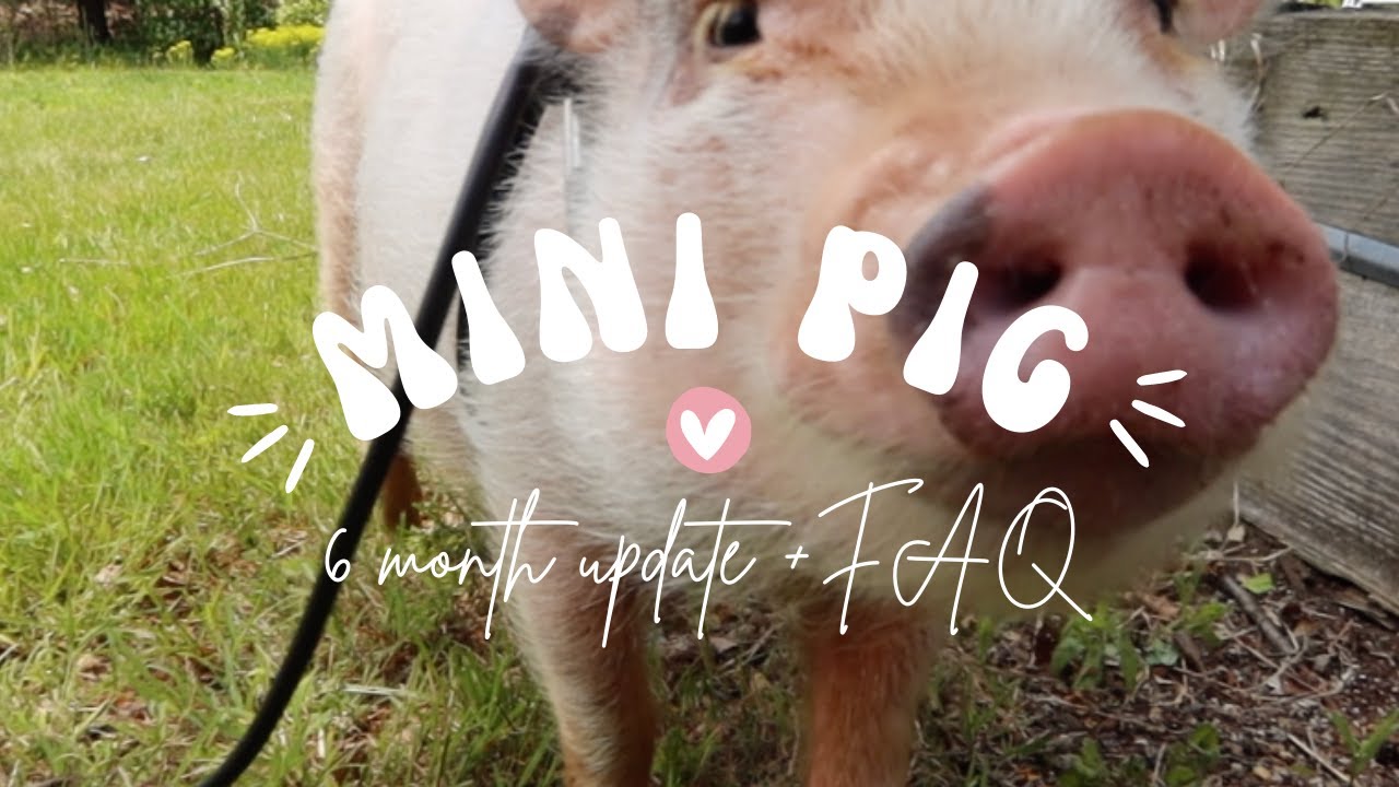 what I wish I knew before getting a mini pig