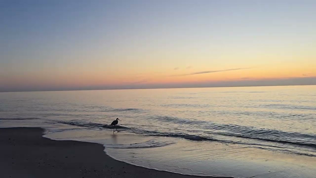 Before the Sunrise 🌅 at St. George Island 🏝, Birds, Beautiful Beach View and Wave Sound 