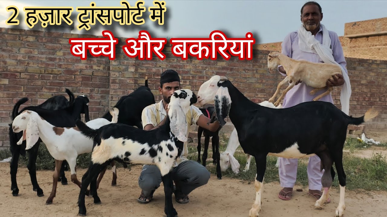 पालने वाले बीटल पंजाबी बकरे बिकाऊ low price beetal goats breed's in india