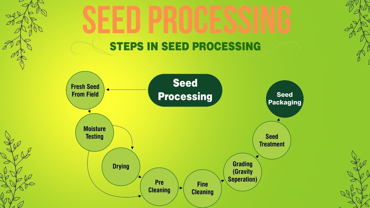Seed Processing ll Step in seed Processing ll seed science