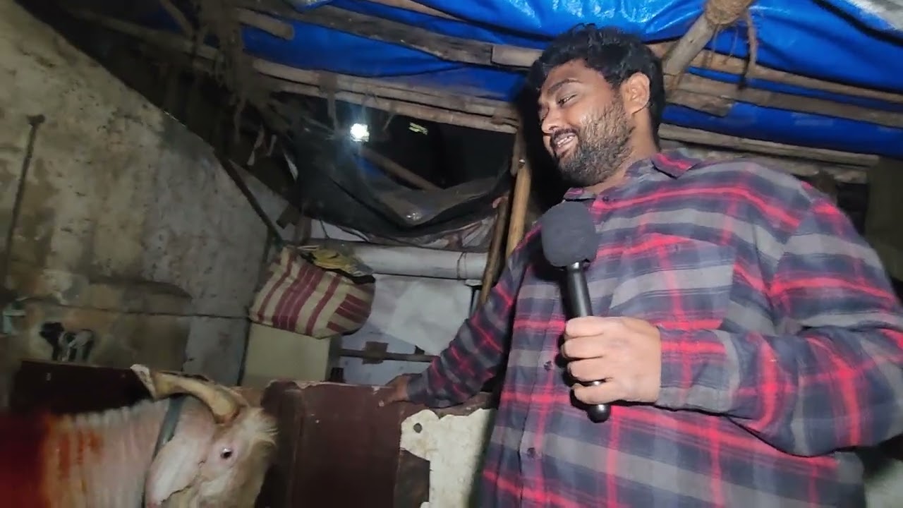 The Boer King GK Goat Farm Mumbai | All Exotic Goats Collection Of India.