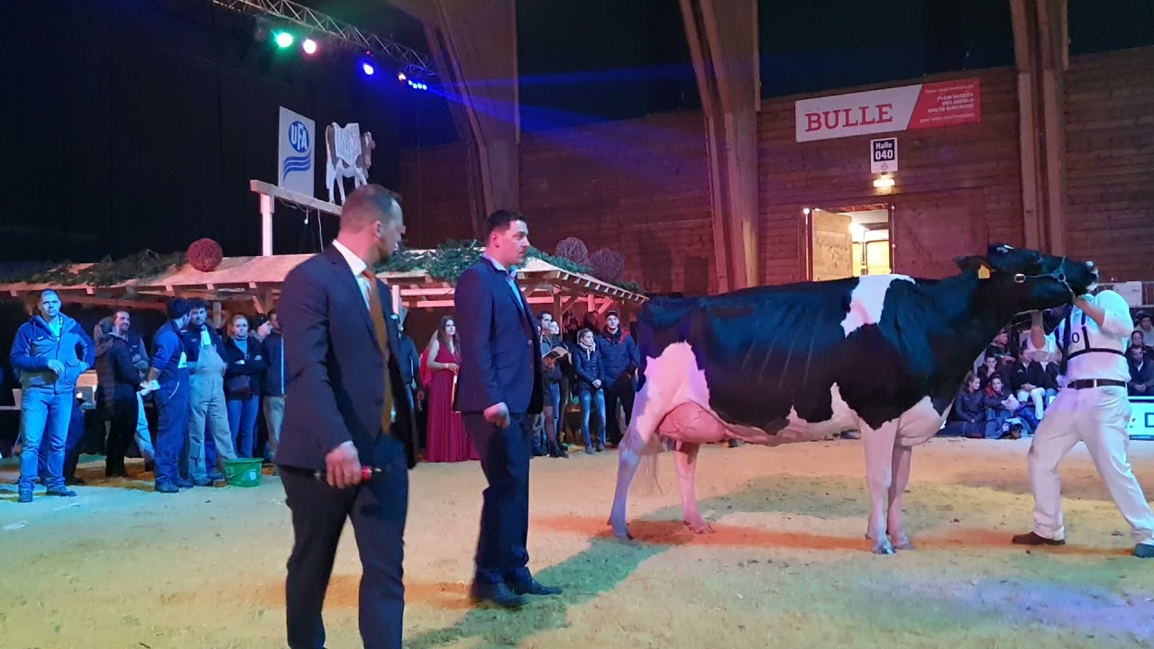 Junior Bulle Expo 2021: Championwahl Holstein