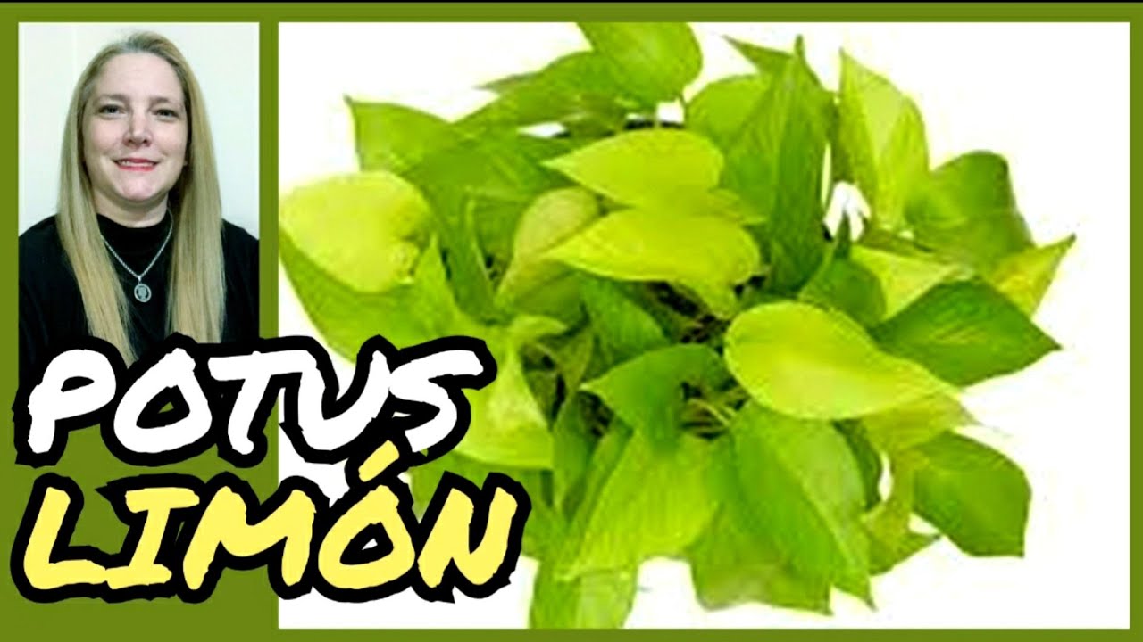 🍂POTUS LIMON / Potus planta / potus cuidados y reproducción .@VerónicaCampaniniPlantas