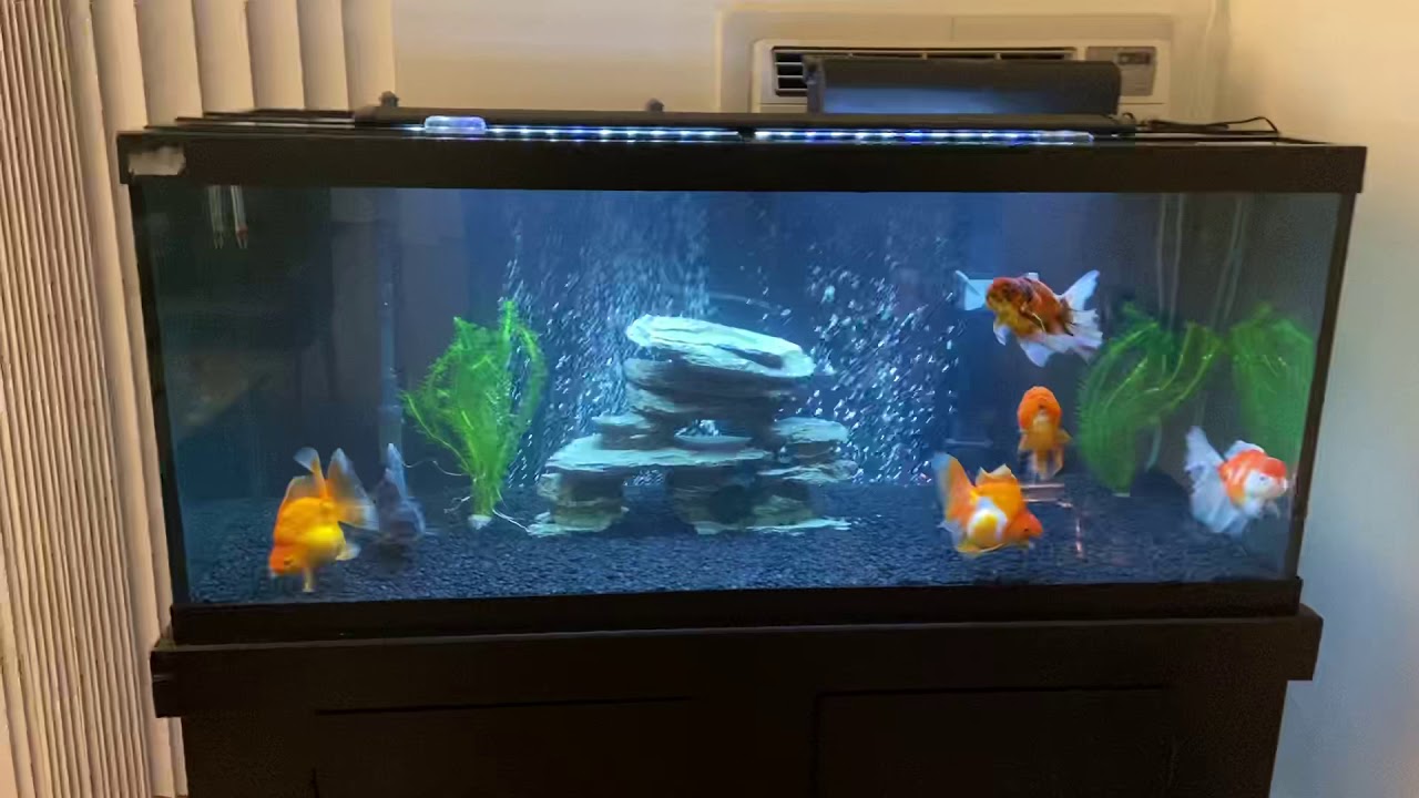 Fancy Goldfish 75 gallon aquarium #goldfish