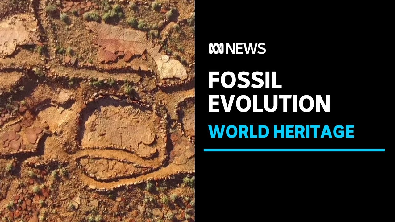 Flinders Ranges fossils take an evolutionary step towards the World Heritage register | ABC News
