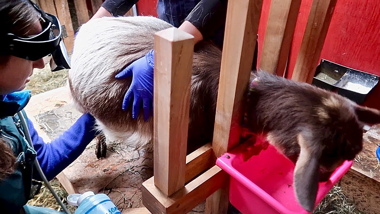 Getting an UltraSound to Find out if Willow is Pregnant  (Nigerian Dwarf Goats)
