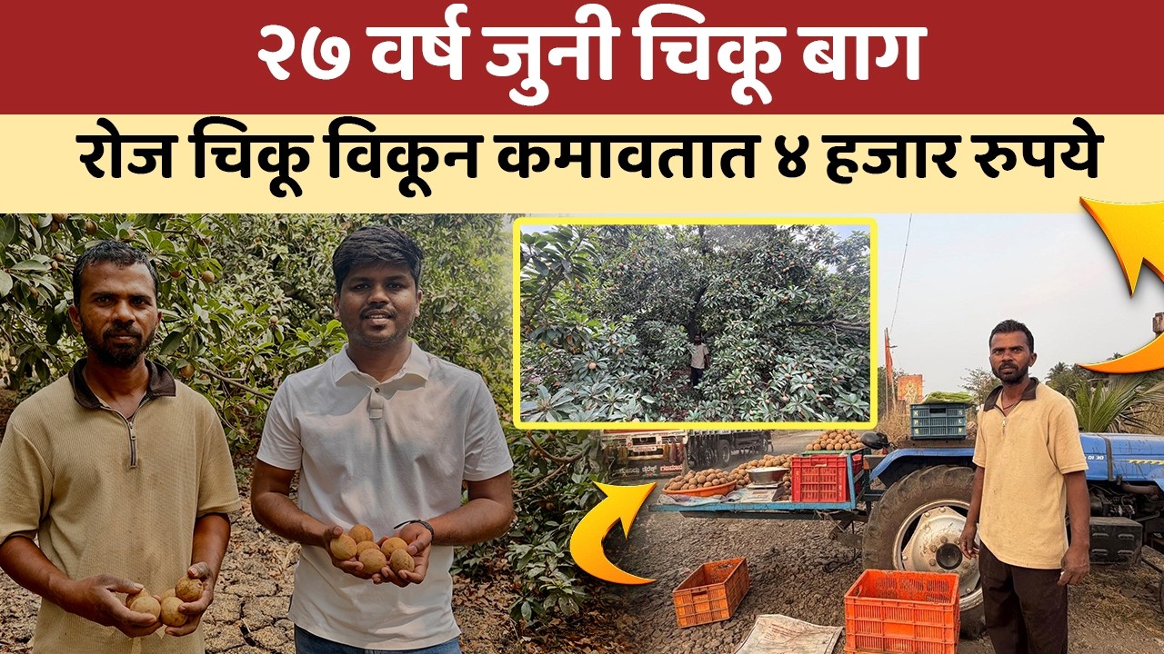 २७ वर्ष जुनी चिकू बाग | रोज चिकू विकून कमावतात ४ हजार रुपये | Chikoo Farming | IFE