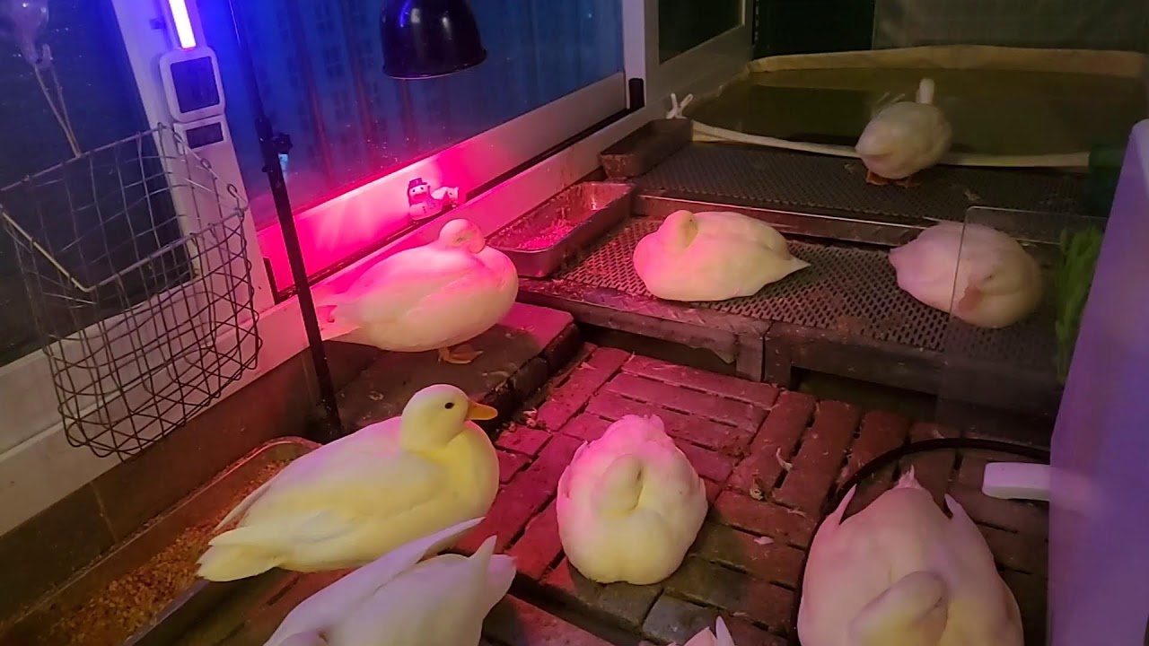 🔊  오리 라이브 | duck livestreaming