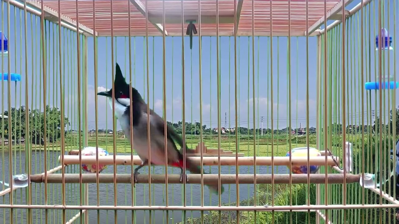 Chào mào hót sáng kích bổi - luyện giọng hay ép bổi sổ bọng và căng lửa - chào mào hót đấu
