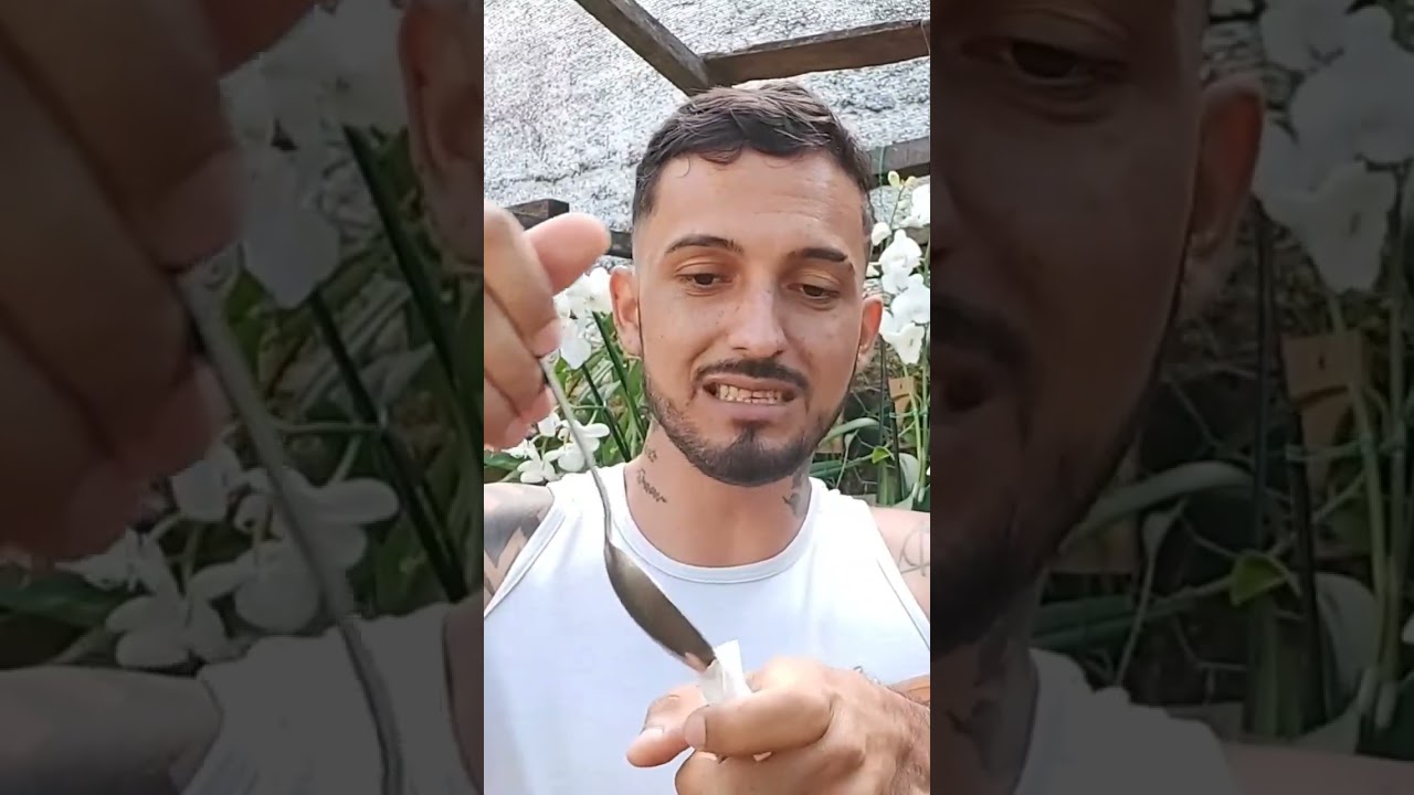 Dica r&aacute;pida 02: Adubo de saquinho de ch&aacute;! #plantas #orquidario #orqu&iacute;deas #flores #jvorquideas