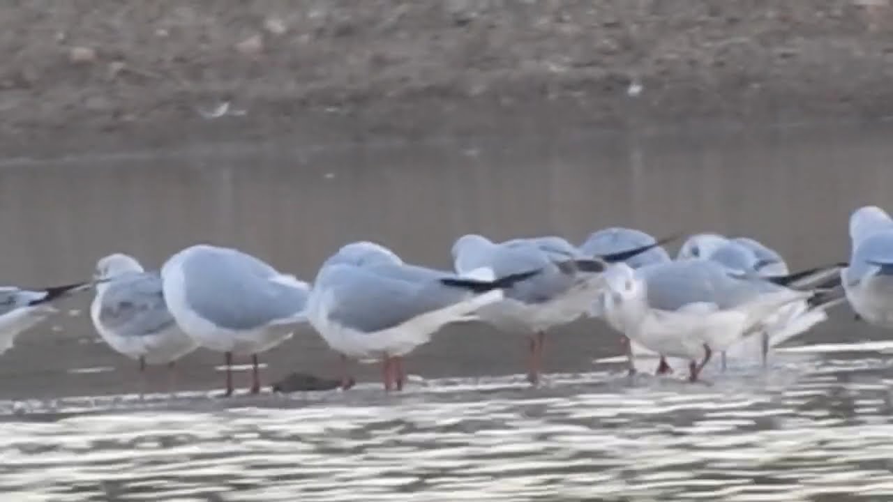 Les Mouettes rieuses font leur toilette. The Black-headed gulls are preening themselves.