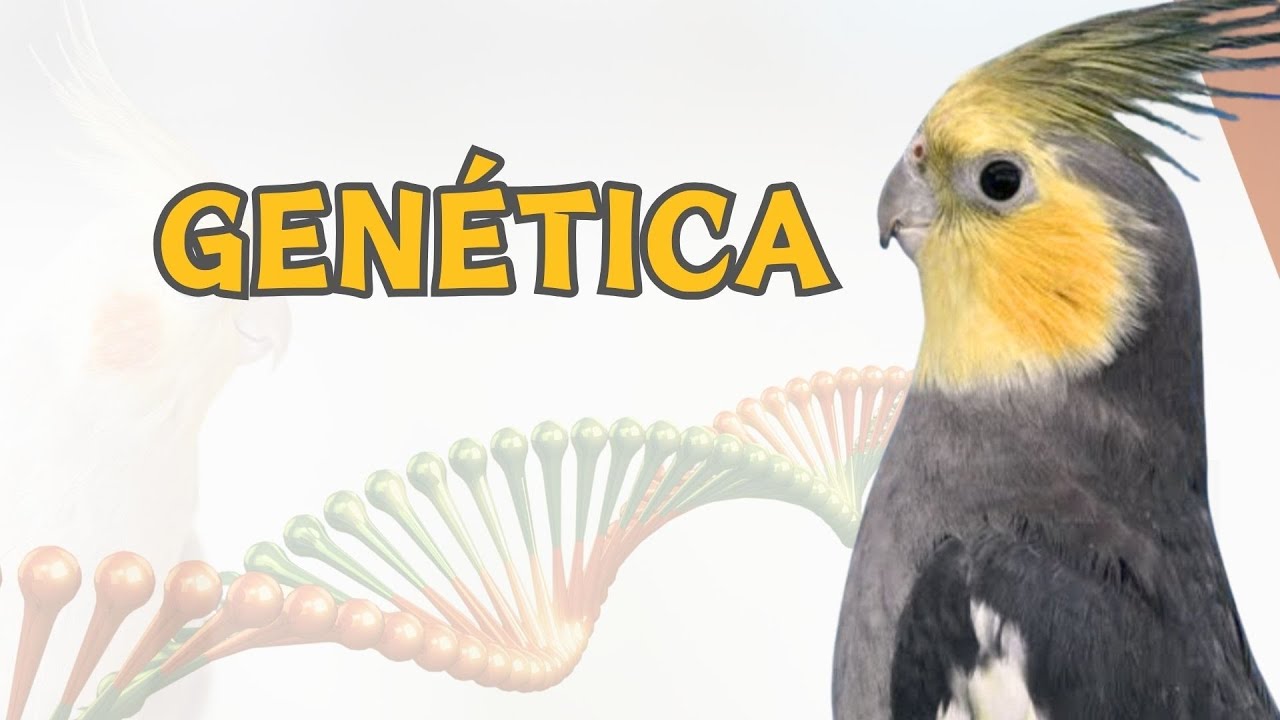 GEN&Eacute;TICA B&Aacute;SICA DE CALOPSITAS #dominante #recessivo #sexo-ligado