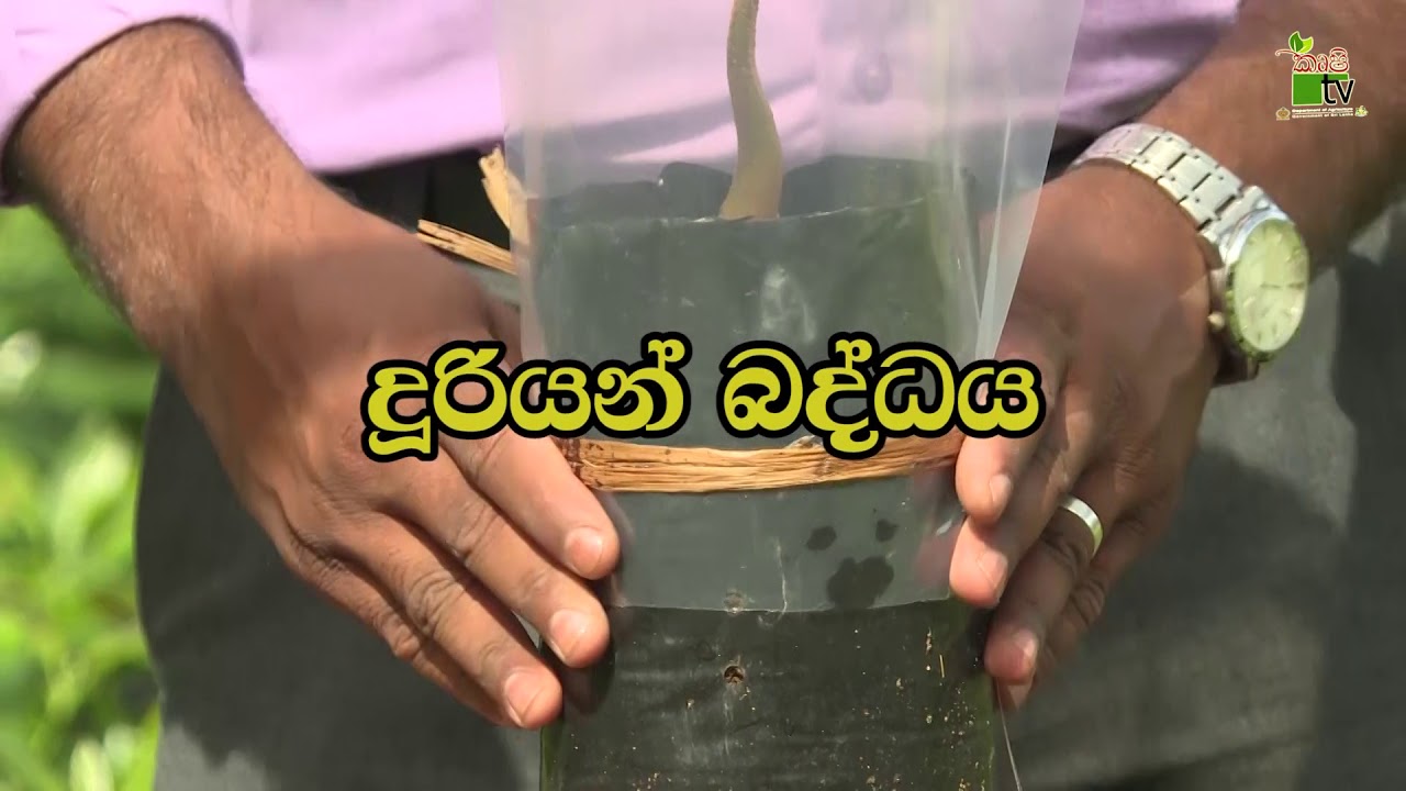 TV Program | දුරියන් බද්ද කරමු,වගා කරමු | 2021-01-15 | Krushi Tv