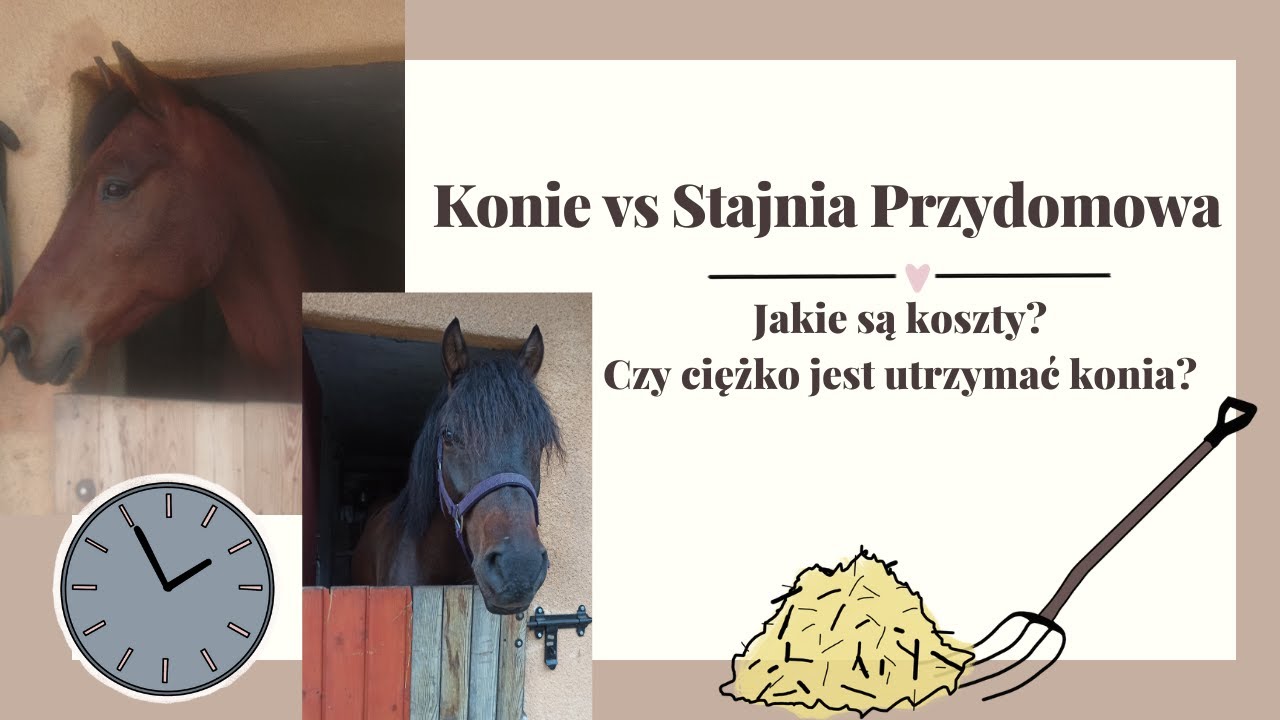 Konie vs Stajnia Przydomowa | Jakie są koszty? Czy ciężko utrzymać konia?