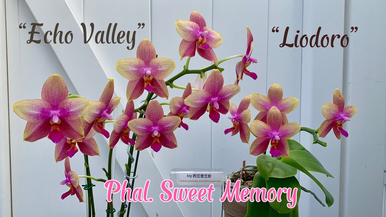蘭花（ 168 ） （國語）兩個不同版本的蝴蝶蘭甜憶￼ Phal. Sweet Memory ￼ “Echo Valley” vs “Liodoro”