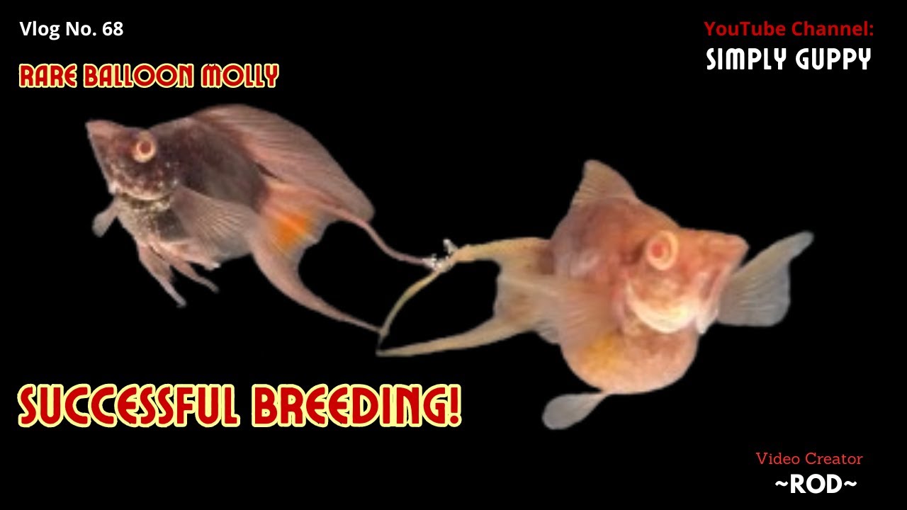RARE Balloon Molly Successful Breeding | Red-eyed Choco Balloon Mollies | Vlog 68