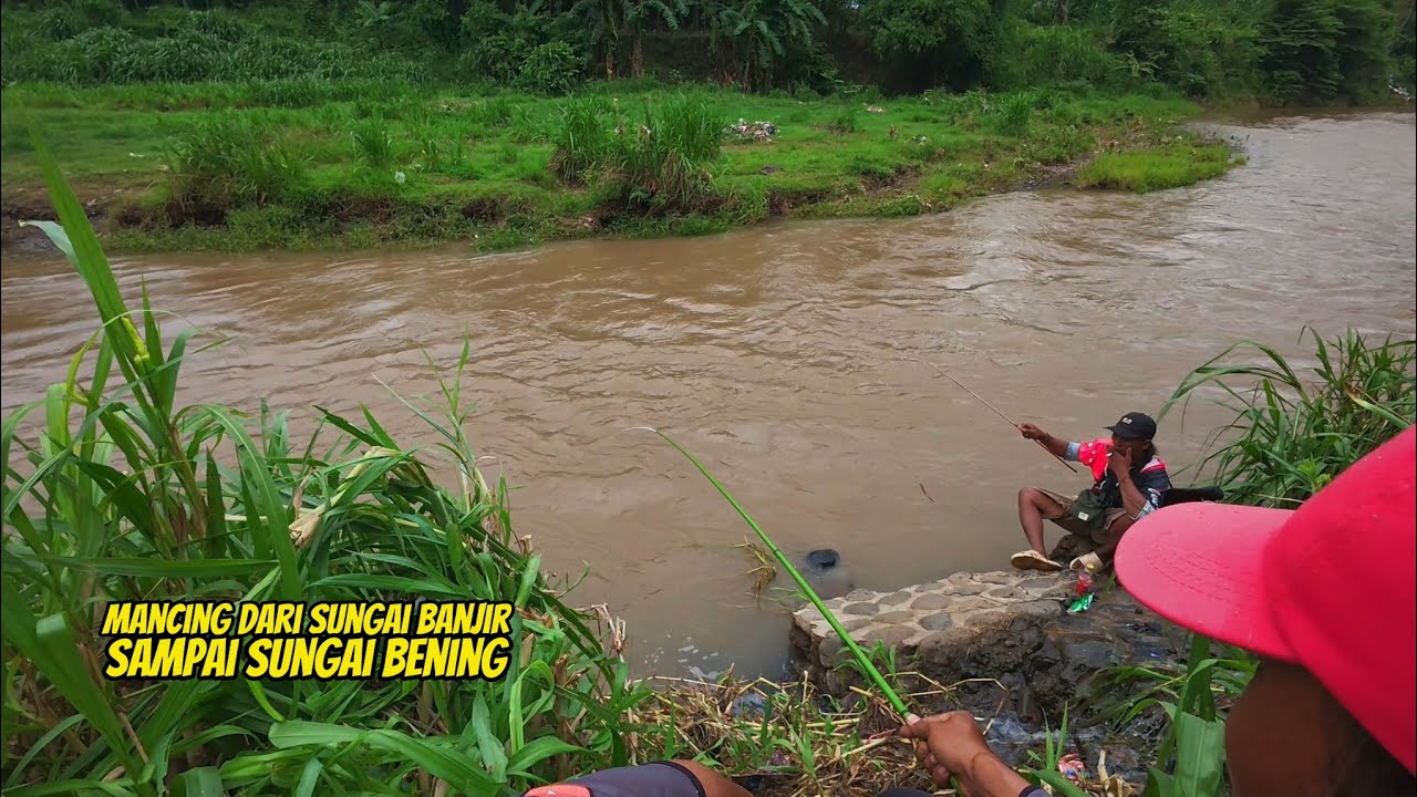 Hampir tidak percaya,sungai ini ikan nila nya Besar besar 