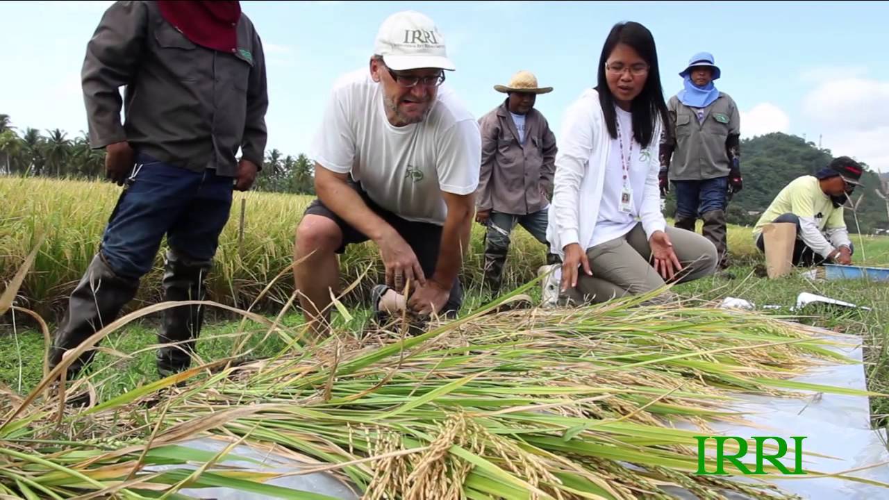 10. IRRI Agronomy Challenge 2: Measuring the Components that Determine Grain Yield (1 April 2013)