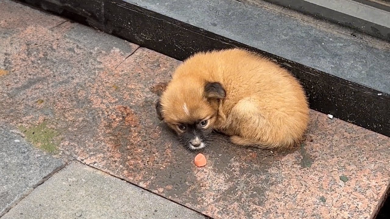 The puppy was hungry and cold, but fear took over her little heart