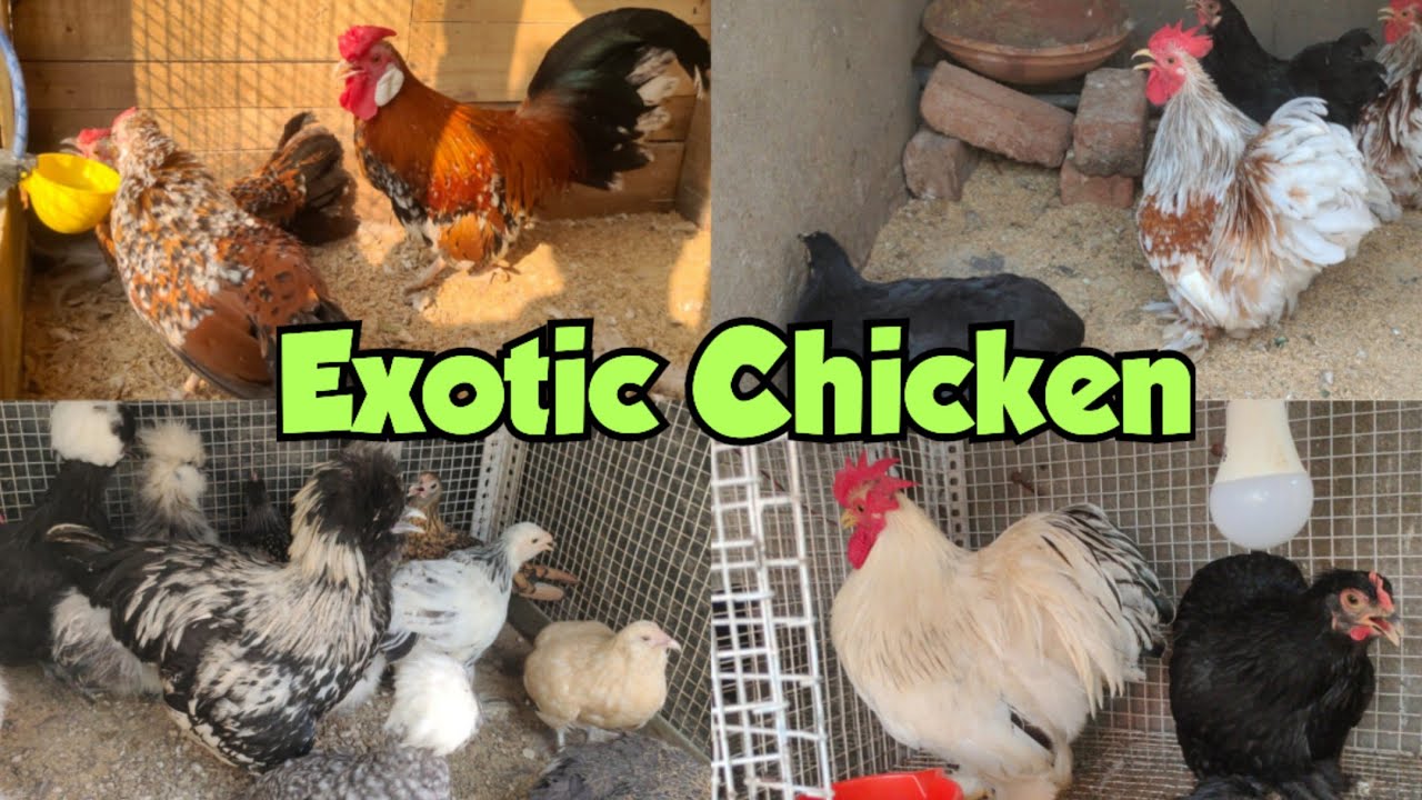 exotic chicken available in Hyderabad at MIK farms Khilwat | rare breed of 🐔 semi adult & adult pair