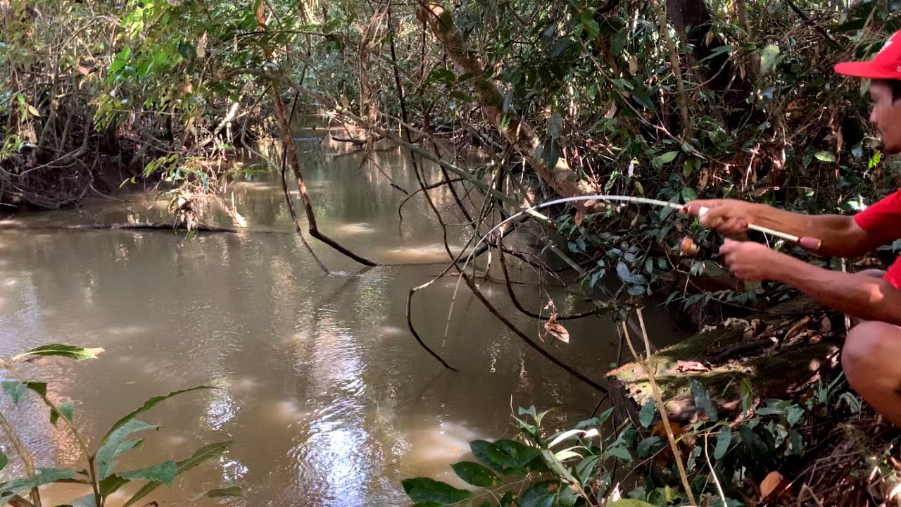 JARANG YANG BERANI MANCING DI SUNGAI INI WALAU IKAN BAING NYA BESAR BESAR DAN GANAS
