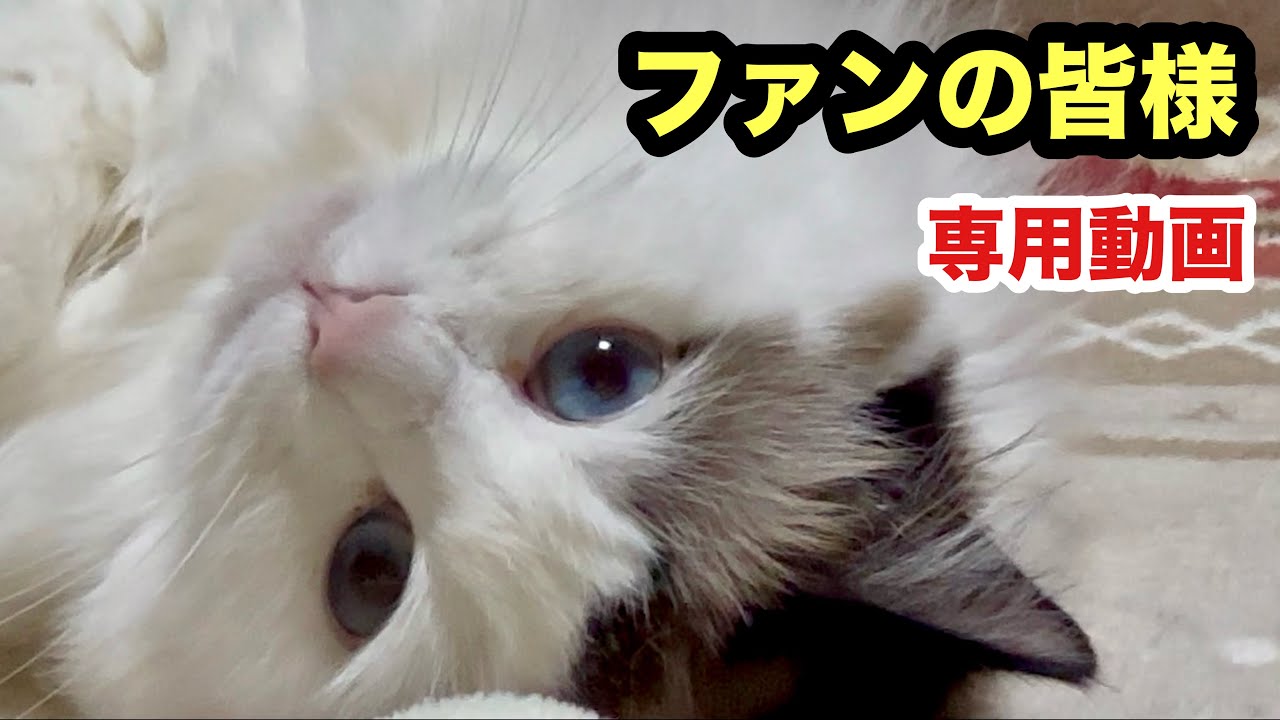 【すーちゃんファンの皆様へ】いつもじっと我慢してる先住猫のかわいい横たわりひたすら