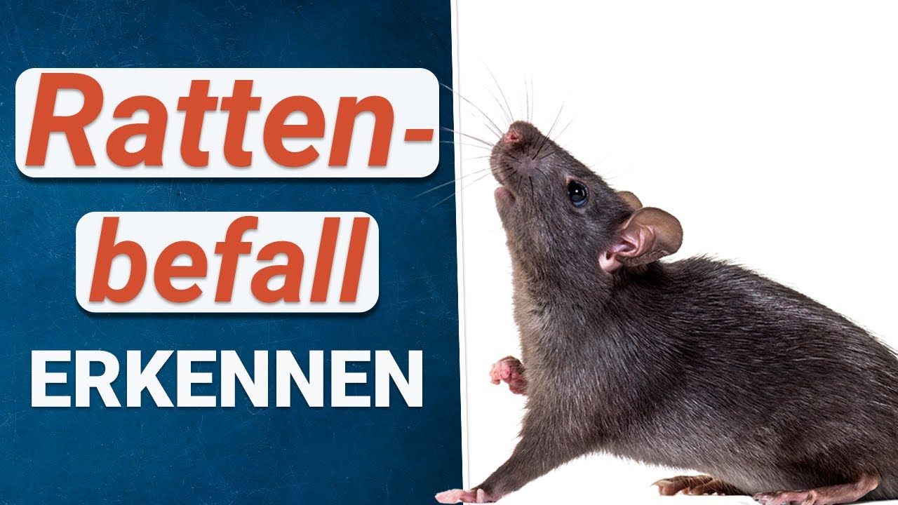Rattenbefall erkennen 🐀 | Anzeichen für Ratten im Haus und Garten