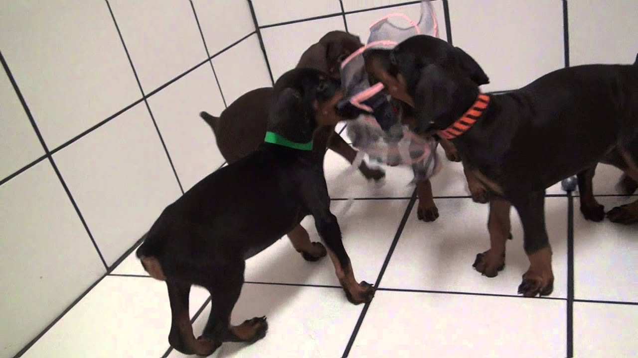 Dobermans keeping unwanted visitors out of your house