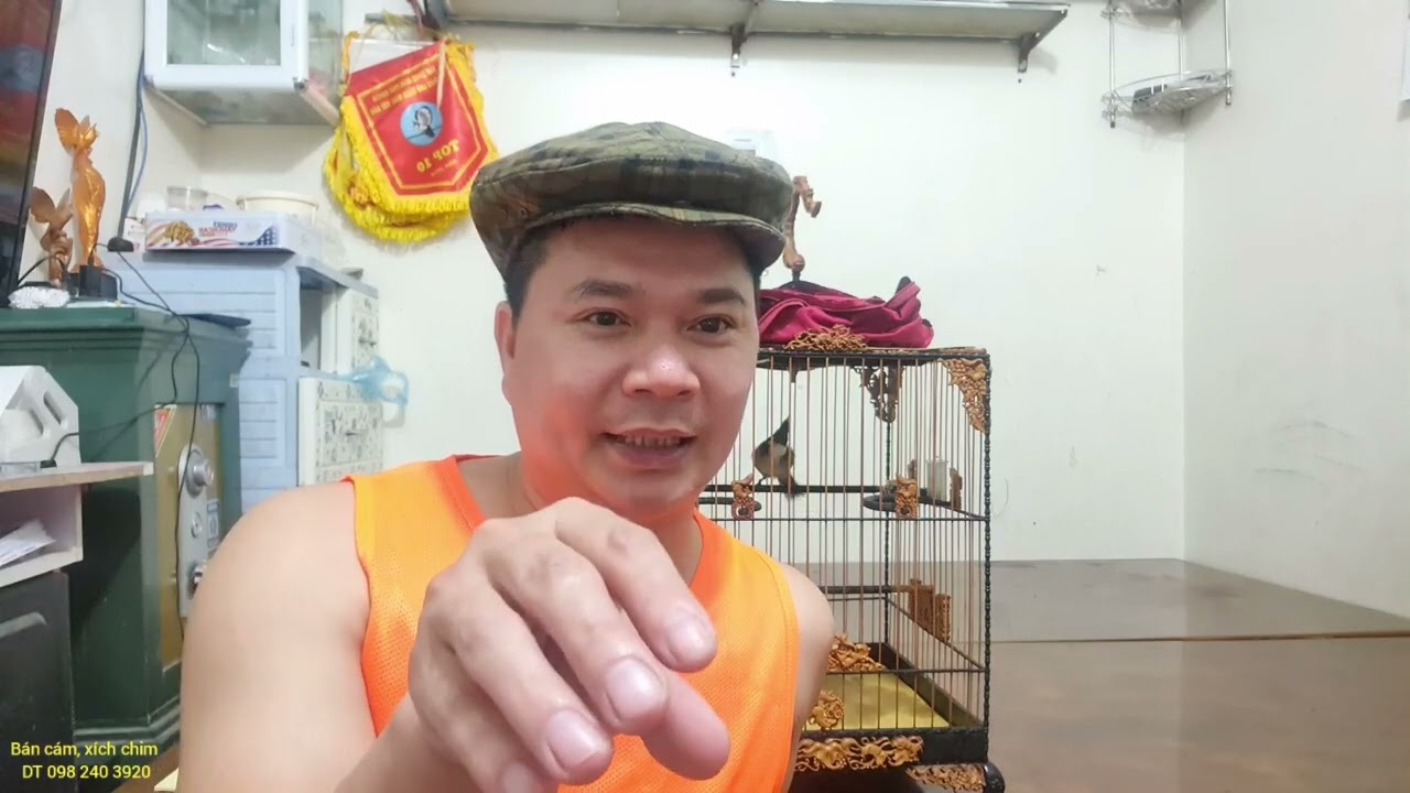 tại sao chào mào xù lông *nguyên nhân và cách khắc phục*