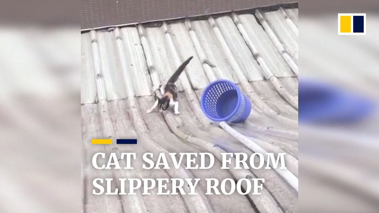 Cat in a slippery situation saved from roof by office workers