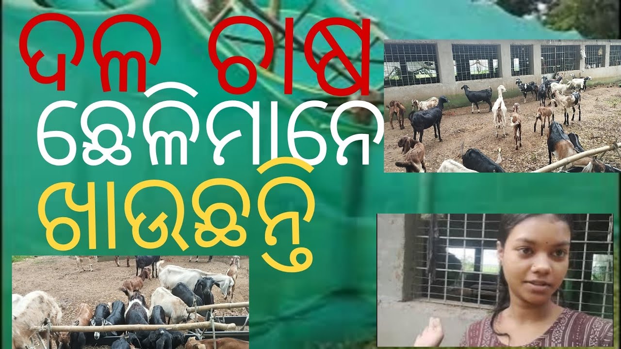ପଲେଇ  goat farm ଦଳ ଚାଷ  ଛେଳି ସକାଳୁ ଖାଉଛନ୍ତି