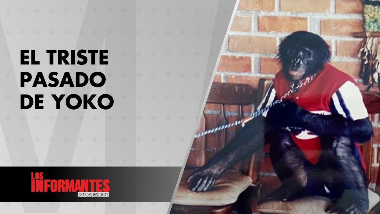 De mascota de un n4rco al santuario: la increíble historia del chimpancé Yoko - Los Informantes