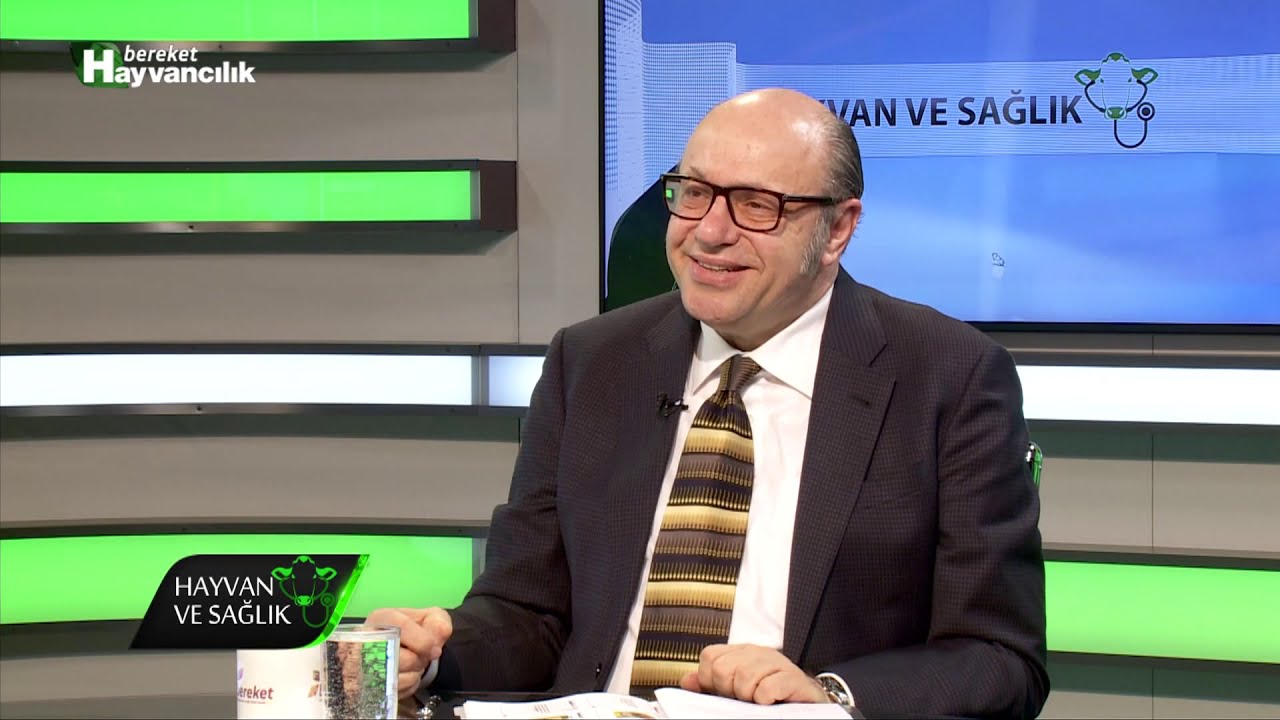 Hayvan Ve Sağlık | Besi Sığırı Yetiştiriciliği