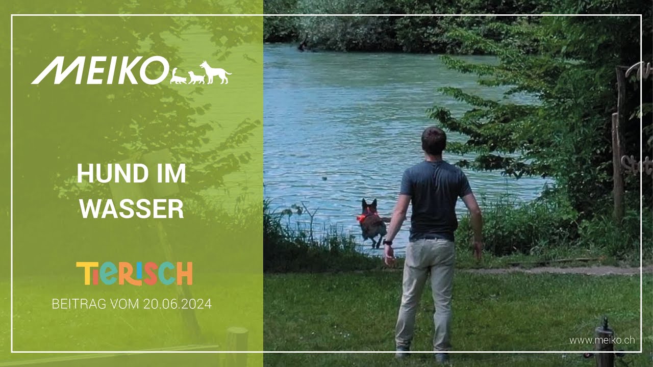 Hund im Wasser – tierisch Beitrag vom 20.06.2024