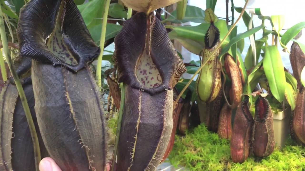 HIGHLAND NEPENTHES GREENHOUSE TOUR FOR OCTOBER