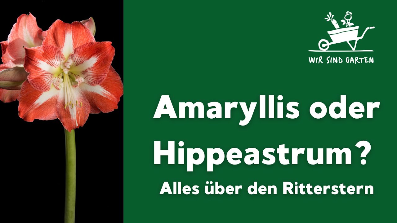Amaryllis oder Hippeastrum? Mit Rüdiger Ramme