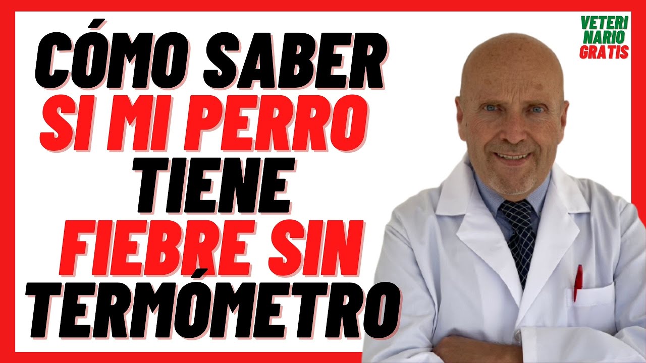 🔴 ¿Cómo Saber si mi PERRO tiene FIEBRE sin TERMÓMETRO? 🔴¿Cómo Bajar la FIEBRE en PERROS Cachorros?