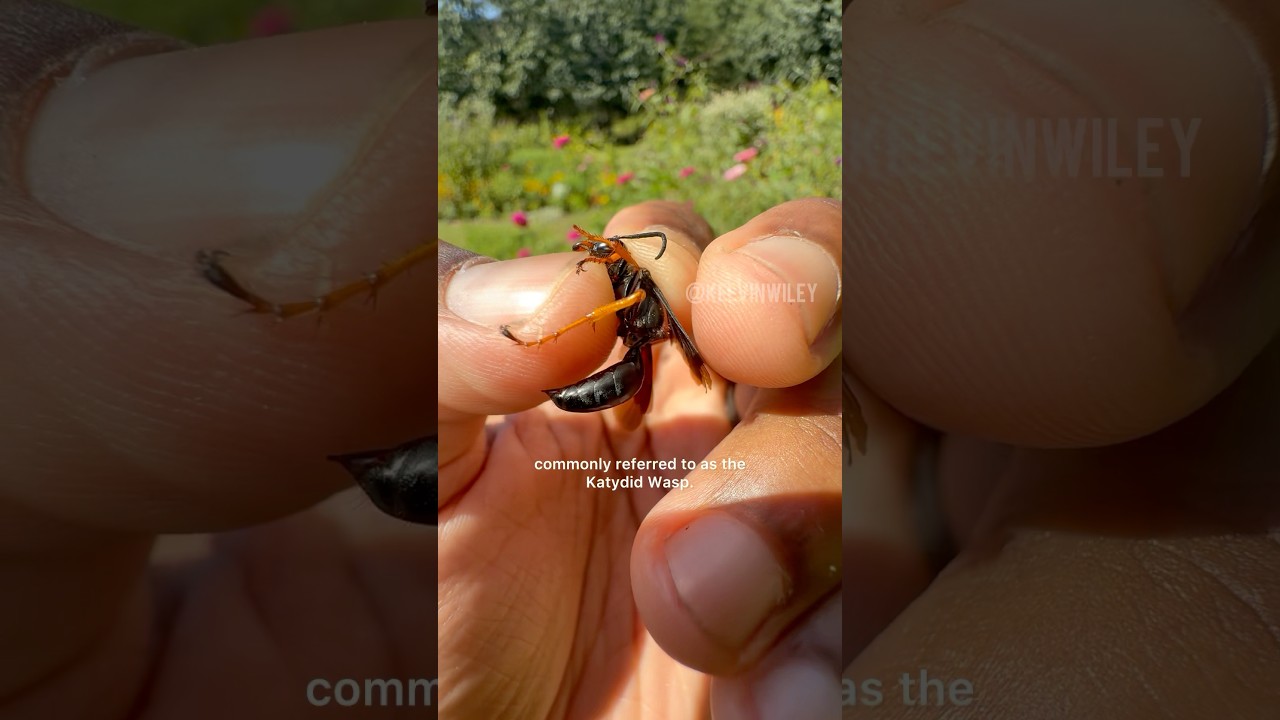 Katydids FEAR These WASPS!!!