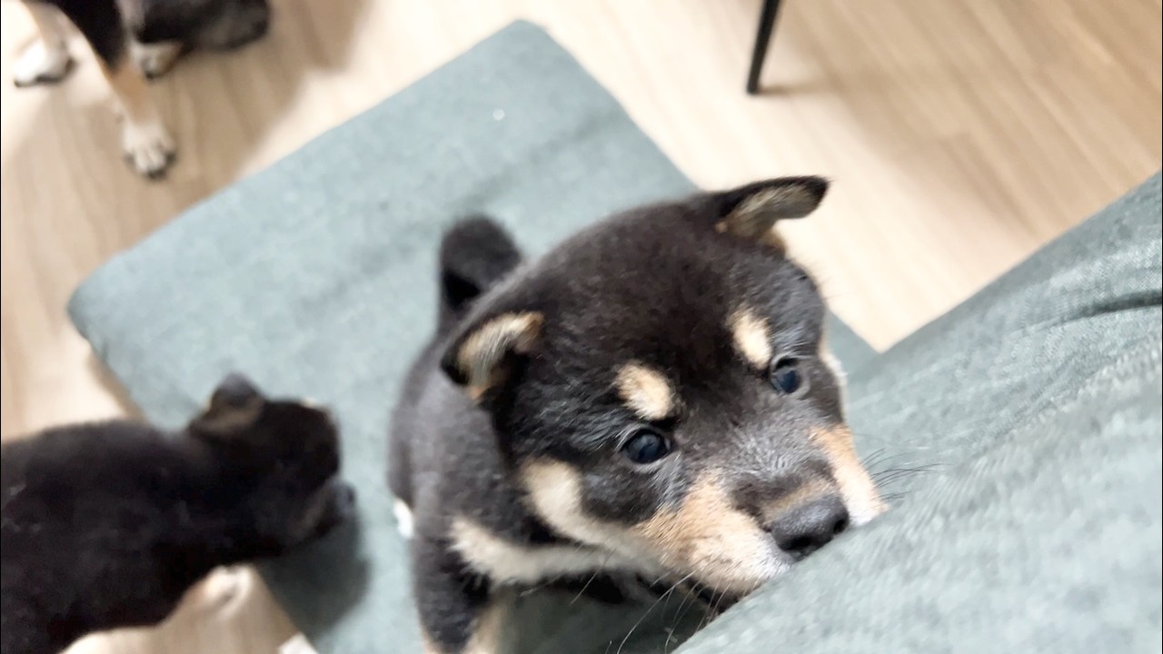 【柴犬 子犬】小さな怪獣になって遊びまくる子犬たちはこちら
